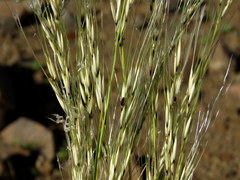 Stipagrostis ciliata capensis