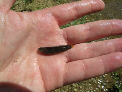 Etheostoma microlepidum