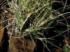 Stipagrostis ciliata capensis