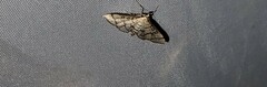 Blepharomastix ranalis