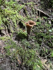 Craterellus