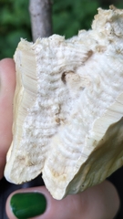 Climacodon septentrionalis