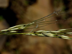 Stipagrostis ciliata capensis
