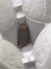 Abagrotis alternata