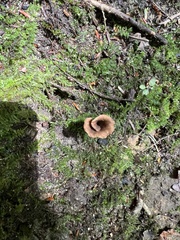 Craterellus