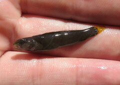 Etheostoma microlepidum