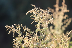 Chenopodium auricomum
