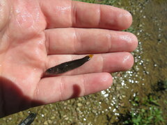 Etheostoma microlepidum