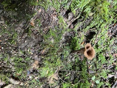 Craterellus