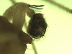 Bolyphantes alticeps