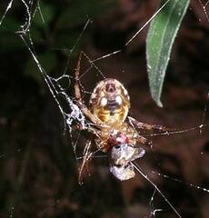 Neoscona arabesca