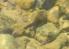 Etheostoma microlepidum