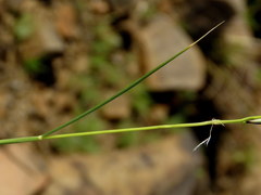 Stipagrostis ciliata capensis