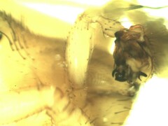 Bolyphantes alticeps