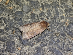 Xestia xanthographa