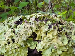 Flavopunctelia praesignis