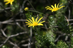Asteraceae