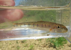 Erimystax dissimilis