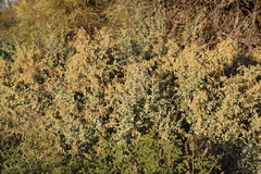 Chenopodium auricomum