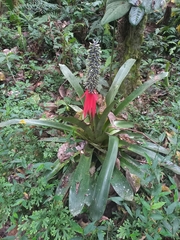 Aechmea confertiflora