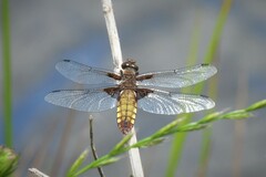 Libellula depressa