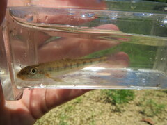 Erimystax dissimilis