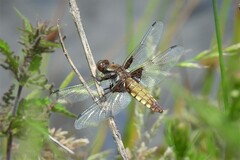 Libellula depressa