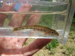 Erimystax dissimilis