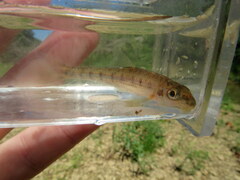 Erimystax dissimilis