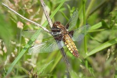 Libellula depressa