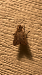 Mythimna unipuncta