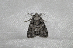 Acronicta marmorata