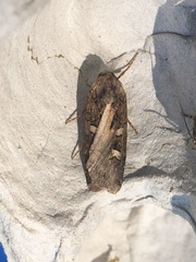 Actebia fennica