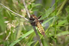 Libellula depressa