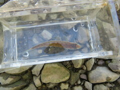 Erimystax dissimilis