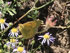 Colias