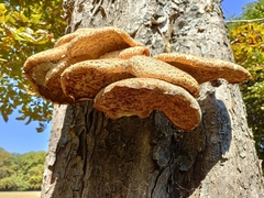Cerioporus squamosus