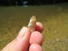 Erimystax dissimilis