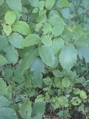 Ulmus thomasii