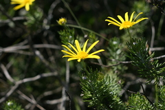 Asteraceae