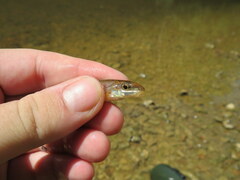 Erimystax dissimilis