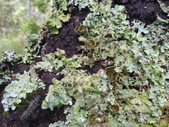 Flavopunctelia praesignis