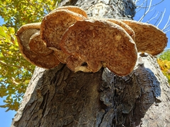 Cerioporus squamosus