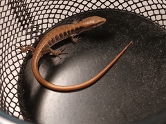 Elgaria multicarinata