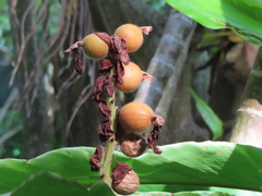 Alpinia uraiensis
