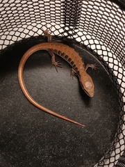 Elgaria multicarinata