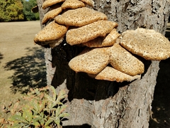 Cerioporus squamosus
