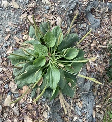 Plantago major
