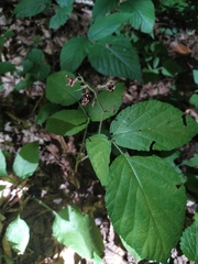Rubus hirtus