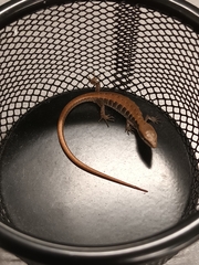 Elgaria multicarinata